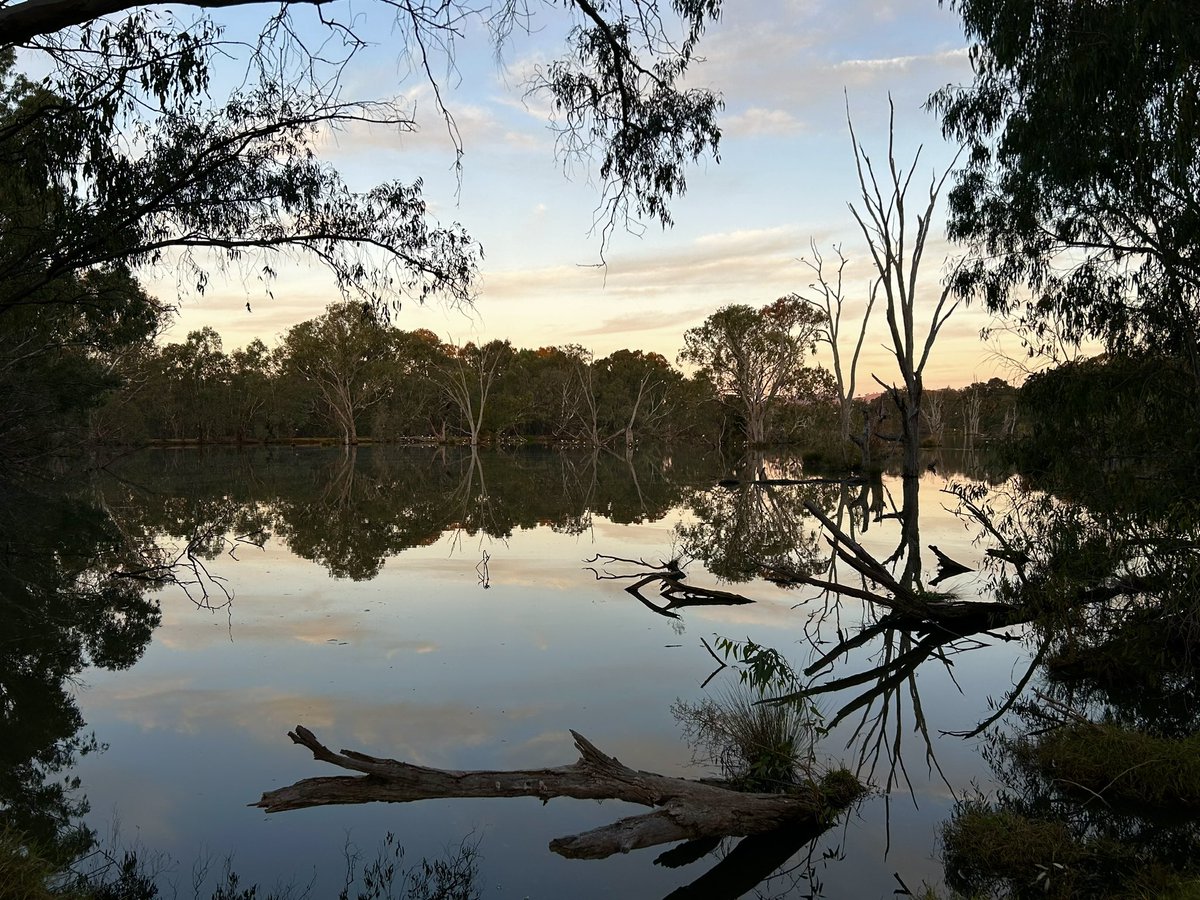 waterbilly's tweet photo. @nswirrigators @DCCEEW And here’s a few photos from a walk along the river last night after #riverreflections. https://t.co/XcT9GKUAo1
