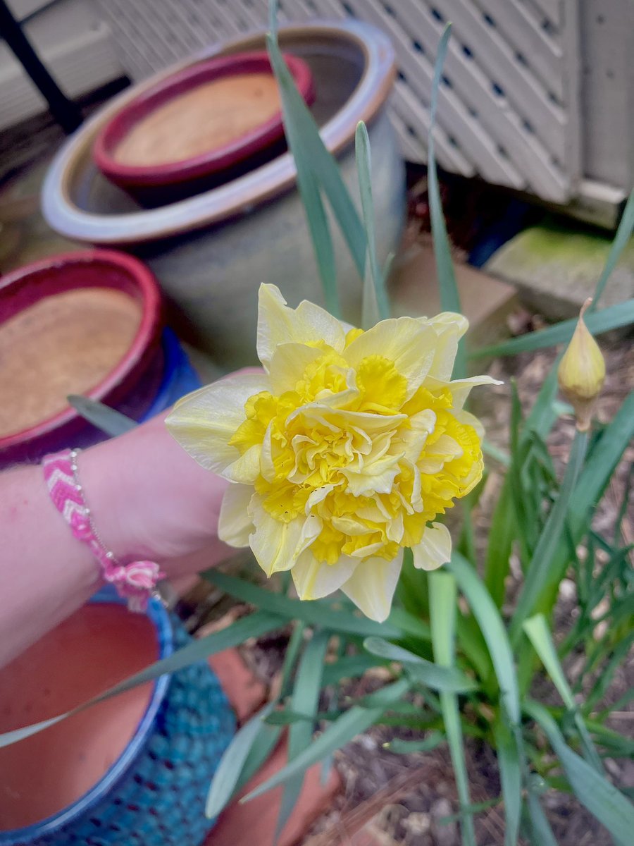 justplants_'s tweet photo. the buttercups will never cease to fill
me with nostalgia ☺️☀️
#FlowersOfTwitter #flowerobsessed #flowerpictures #yellow #buttercup #daffodil https://t.co/xDktKfhufM
