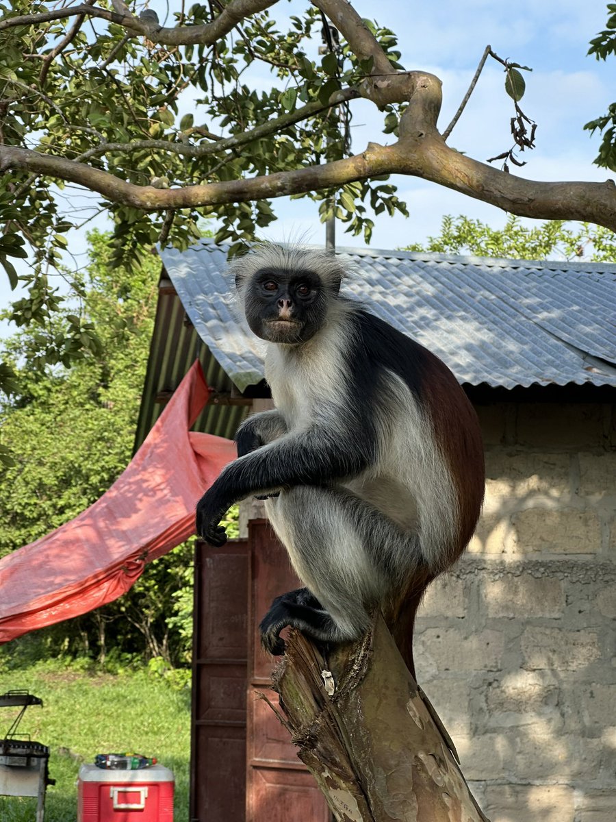Zanzibar Red Colobus Project tweet media