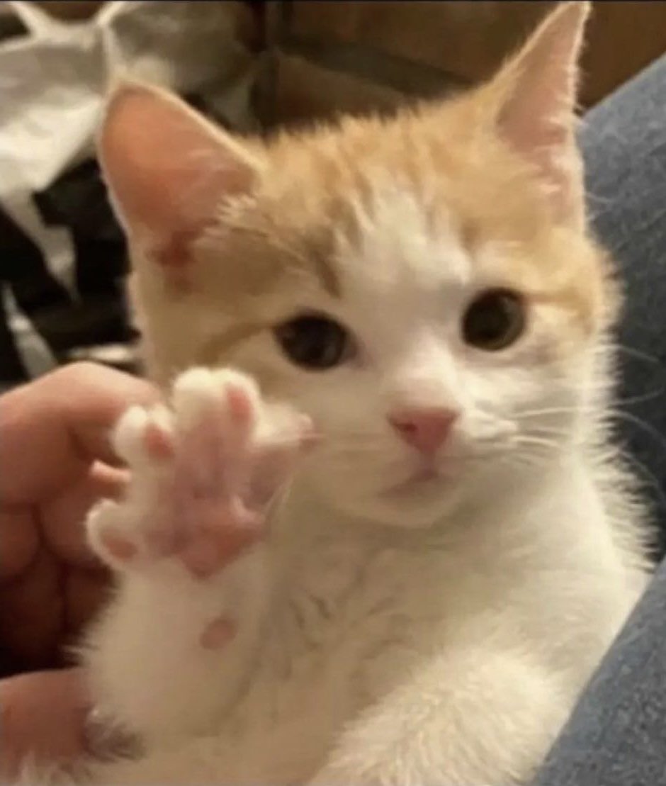 taejun as cats (@nyangztaejun) on Twitter photo 