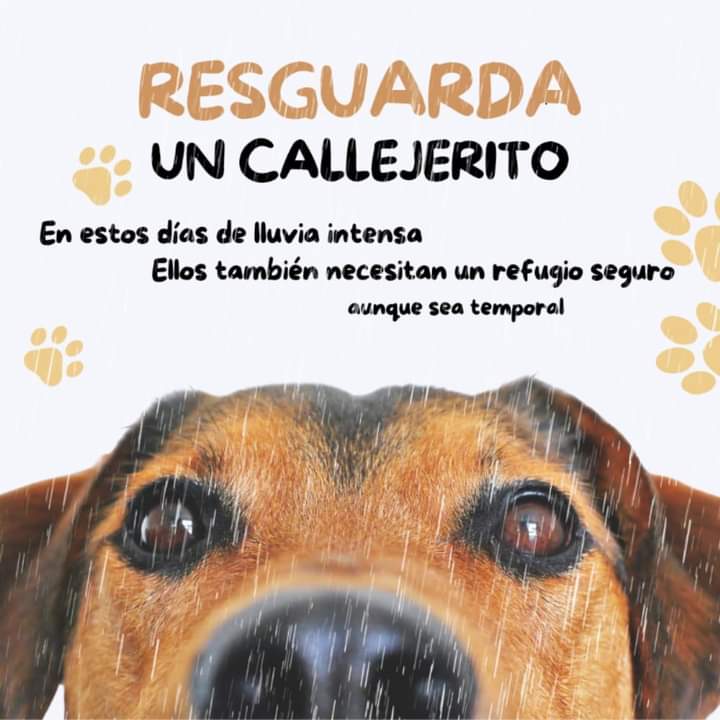 Proani_AC's tweet photo. Recuerda resguardar a tu amigo peludo y prestarle a un callejerito algún rinconcito calientito, seco y seguro que tengas disponible; a los animales también les afecta el mal clima pero no tienen dónde protegerse y batallan para encontrar refugio 🐱🐶
#Tampico #CdMadero 
#Alberto https://t.co/yIa0CxhMtE