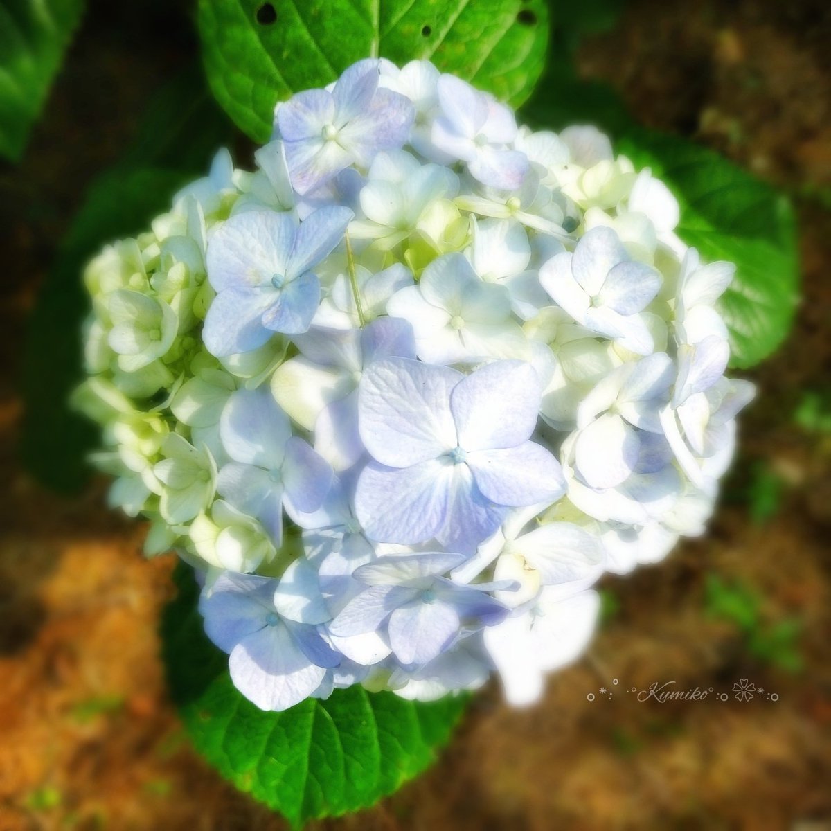ku6901's tweet photo. 6/20(木)
今日も暑くなりそうです😥
少しでも涼しく…💠

#アジサイ #紫陽花 
#Hydrangea_macrophylla 
#Hydrangea https://t.co/SA4NN62QSp