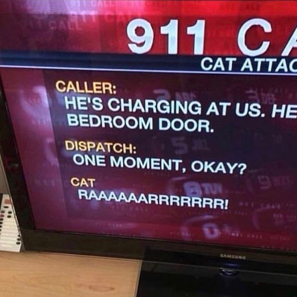 Punch Cat (@punchingcat) on Twitter photo 