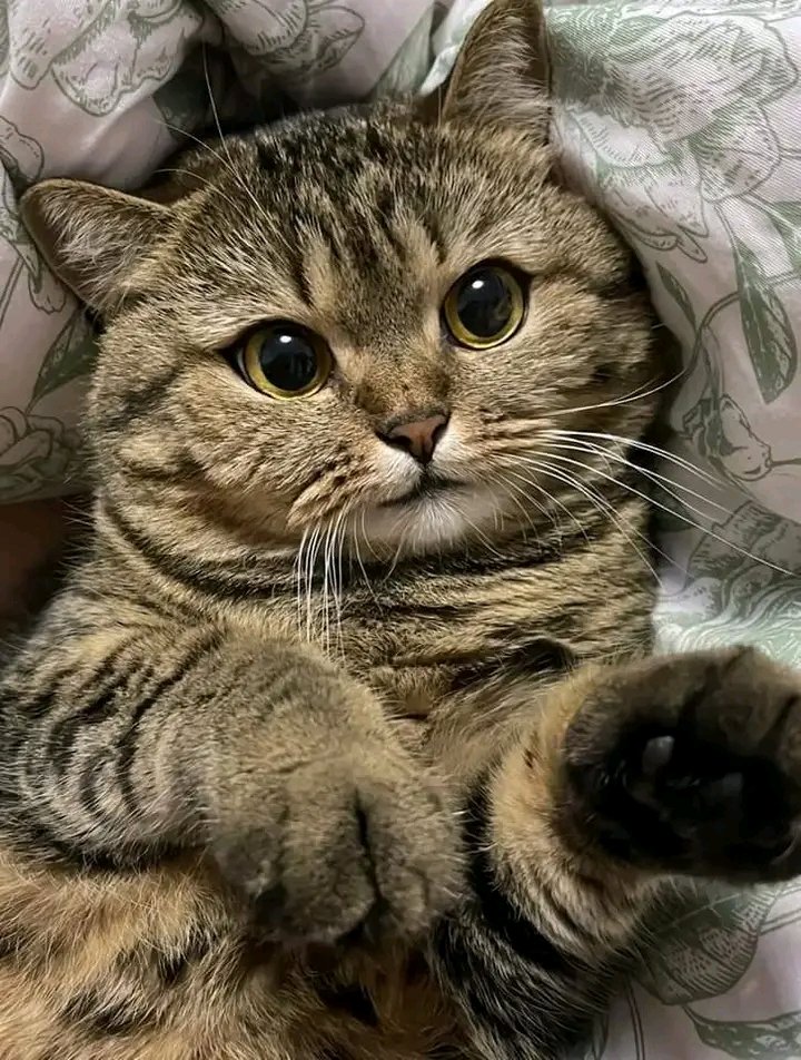 No Context Cats tweet media