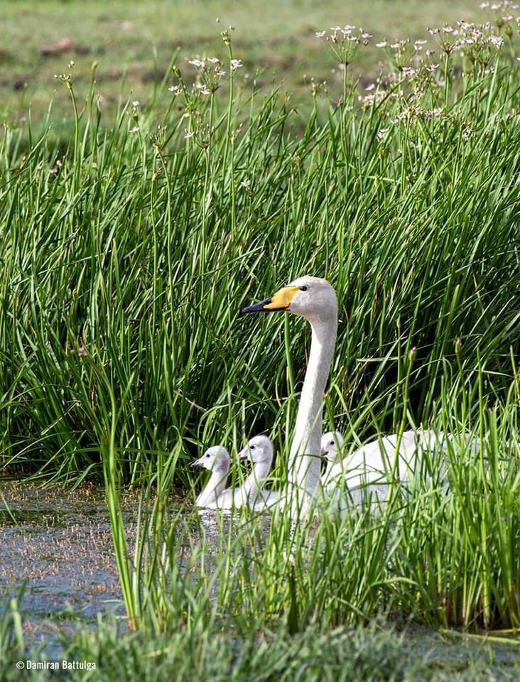 Batbayar (@batbayar_0) on Twitter photo 