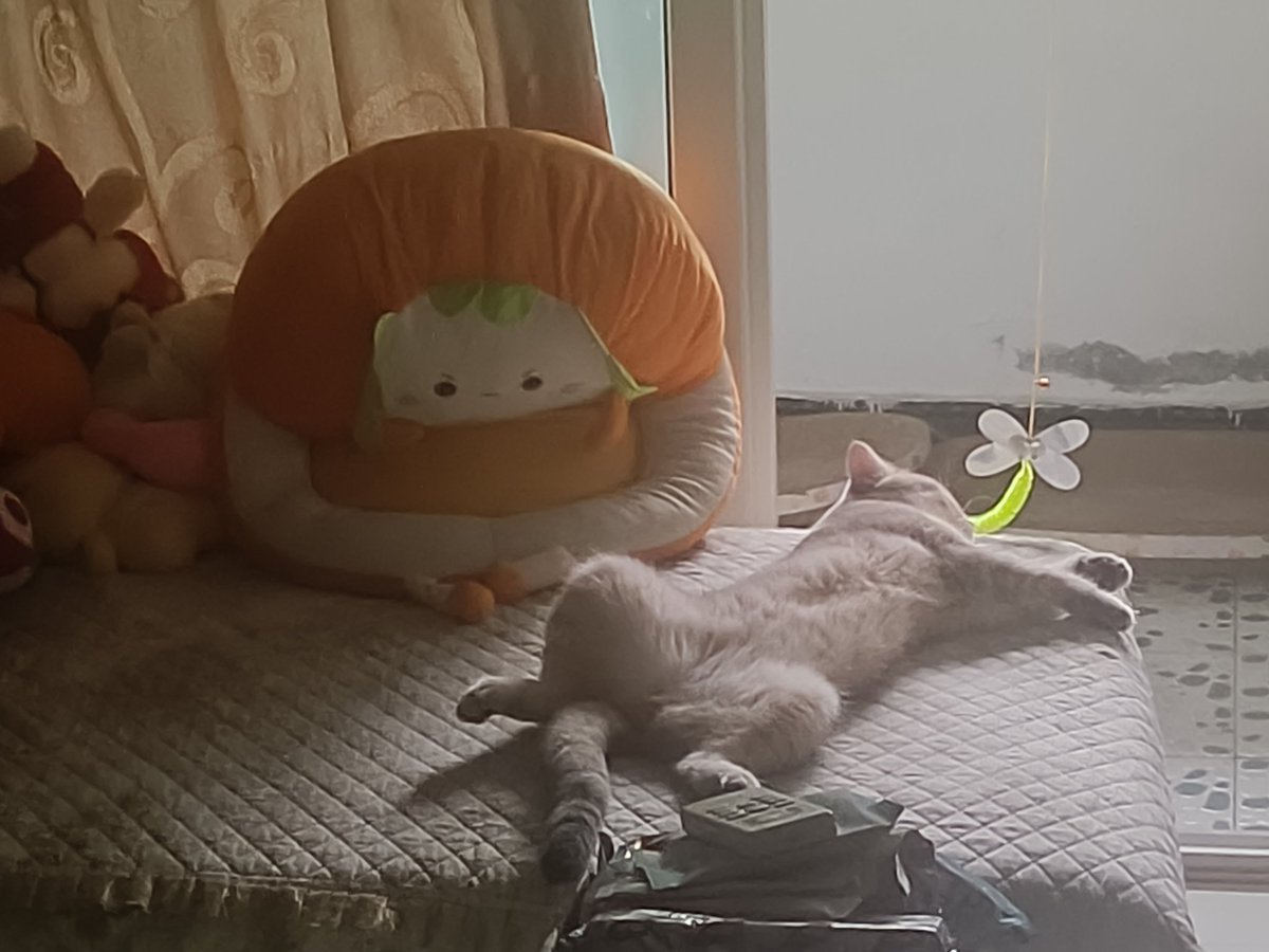 一早上就看到这家伙四仰八叉的睡觉