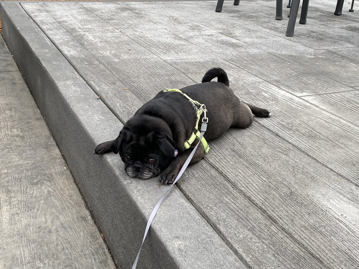 PugEthel's tweet photo. I took Mom and Dad out tonight so I could have a good time on the brewery patio.  #dogsofX @luabrewing #nodogsallowedinside https://t.co/TF6G6hhYSr