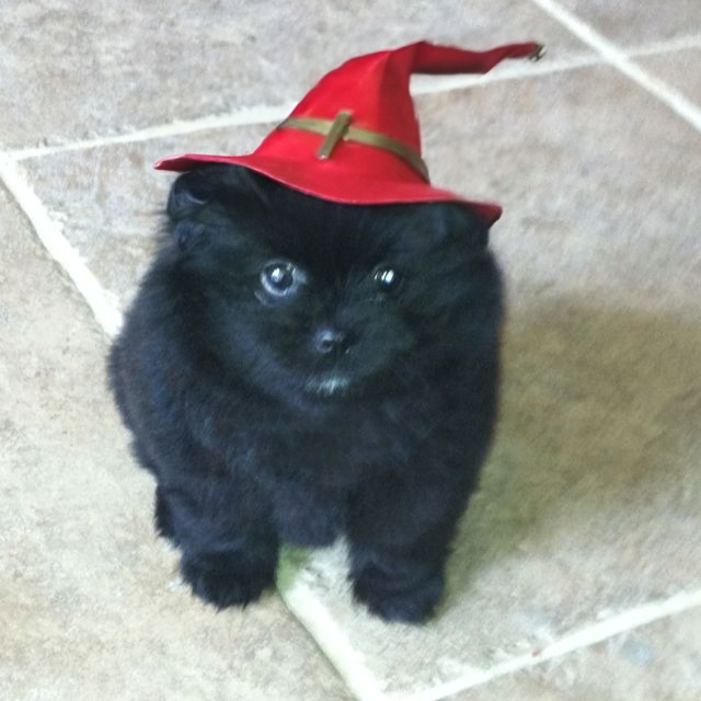 $grr (cto) tweet media