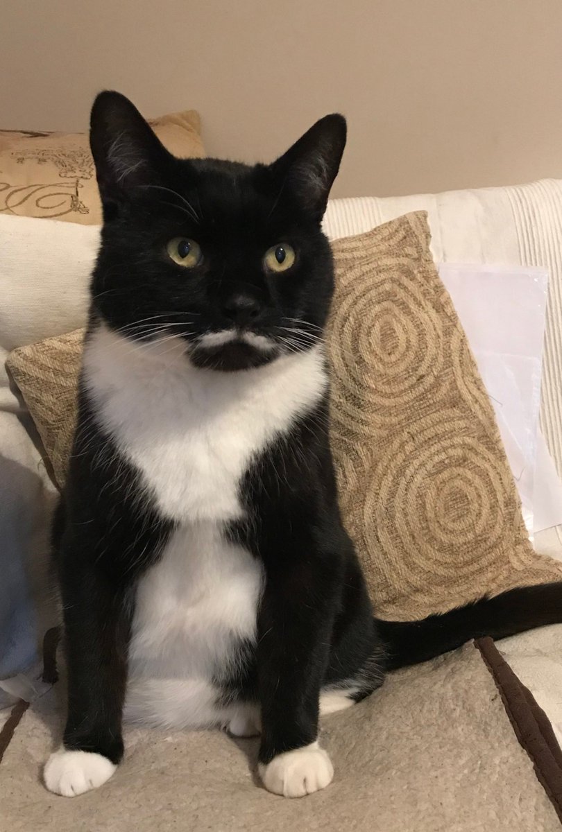 Hi #MOGYOGGIES! 😸💖 
OUR NEXT #MOGYOG POSE on MON 1 JULY at 8pm UK time is #TALLSIT! 🧘‍♀️ 

Dis pose is great fur strengthening the spine an improving posture! 😺🧘

An extra challenge!  🙀 
U has less than 2 weeks to achieve your pose!!  😹🥰

Here I demo #Tallsit!  😹🧘‍♂️💖