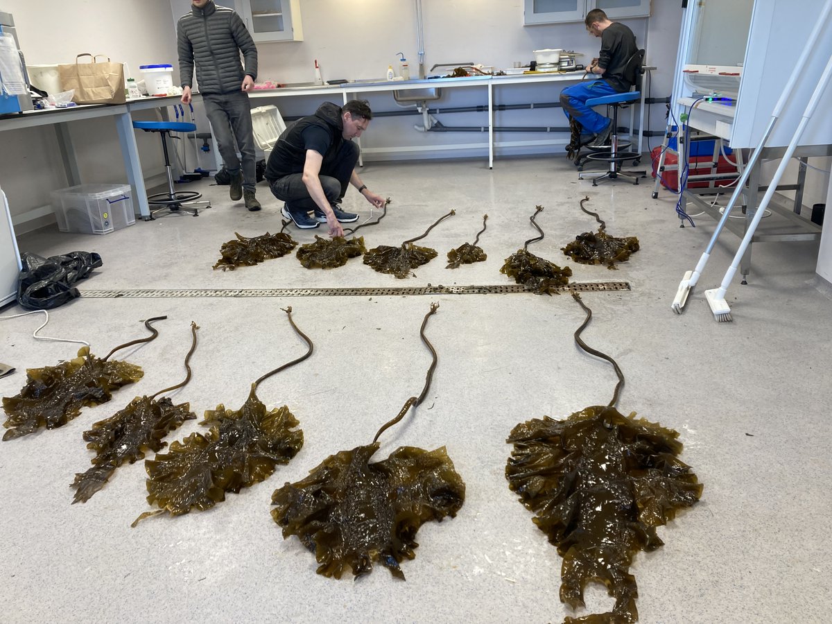 An international team of researchers led by the OI and <a href="/BiolSci_UWA/">School of Biological Sciences, UWA</a> have successfully completed an expedition to study kelp forests in Svalbard (Norway) in the high Arctic.

The expedition was part of the BlueArc and GecoKelp projects.