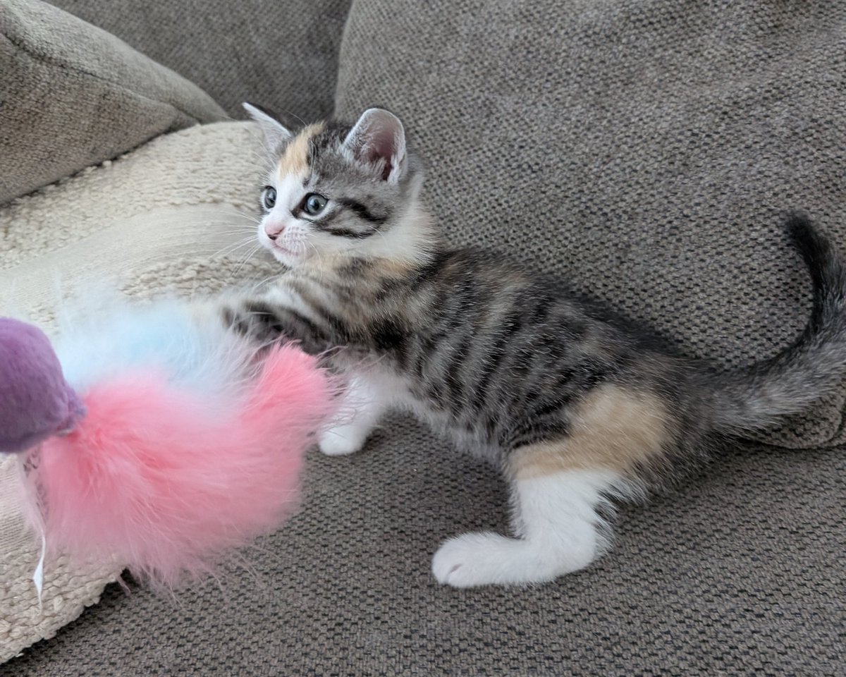 Lourens Albeda tweet media