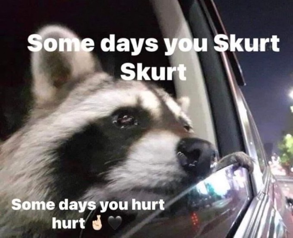 raccoon aesthetic. (@raccoonesthetic) on Twitter photo 