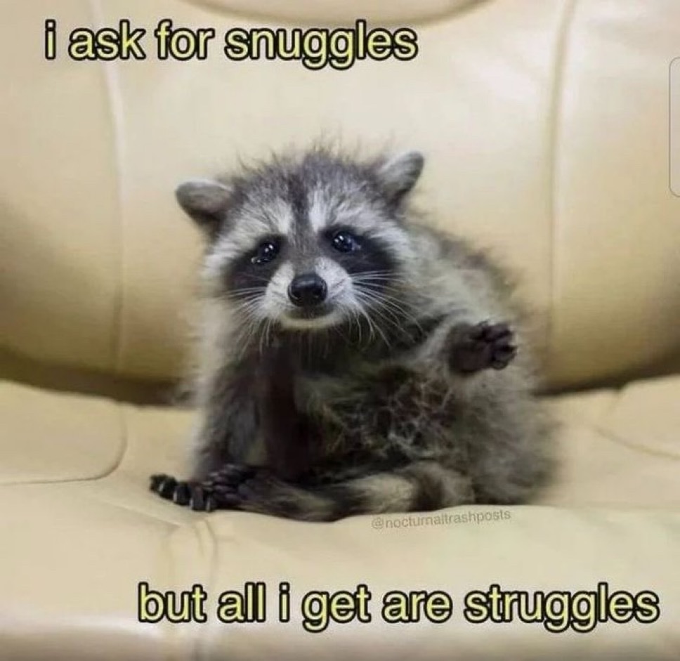 raccoon aesthetic. (@raccoonesthetic) on Twitter photo 