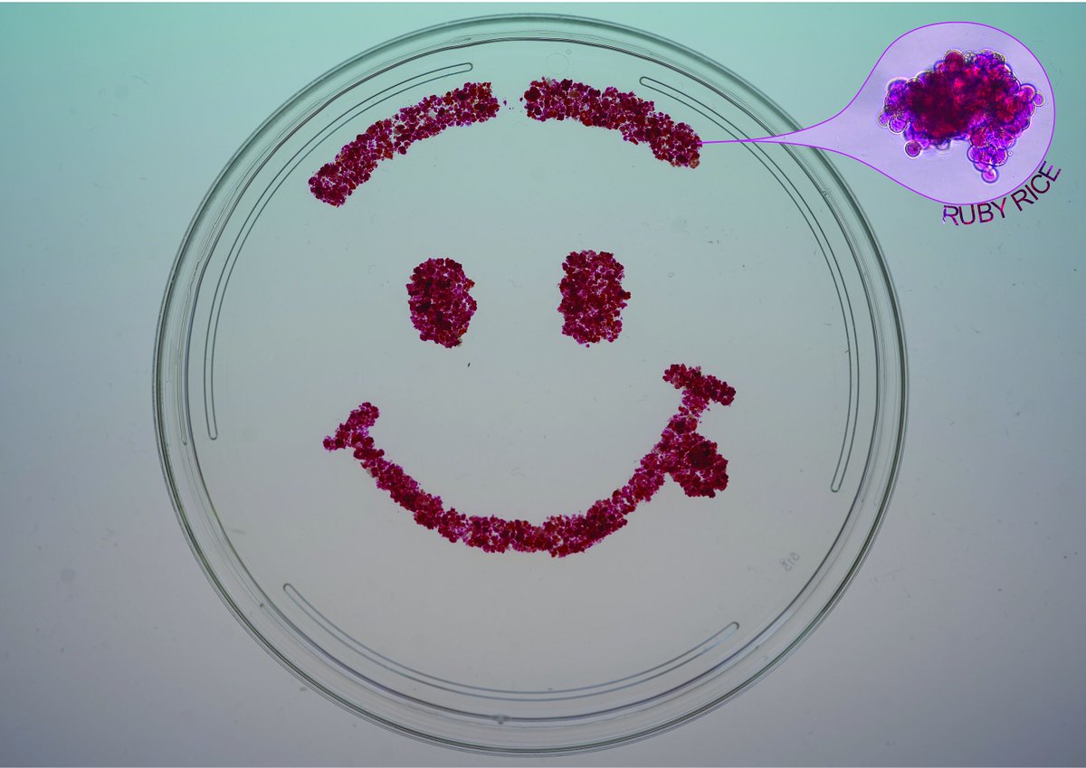 Kirill Schenstniy (@k_schenstniy) on Twitter photo Can science & art be combined? Together with <a href="/GoeHensel/">Dr. Götz Hensel</a> , we used our transgenic rice cell lines to create this artificial smiley. Science is fun! Please, support this image in the pART of Research Calendar Competition 2025 by voting for it via this link:
hera.hhu.de/en/part-of-res… Can science & art be combined? Together with <a href="/GoeHensel/">Dr. Götz Hensel</a> , we used our transgenic rice cell lines to create this artificial smiley. Science is fun! Please, support this image in the pART of Research Calendar Competition 2025 by voting for it via this link:
hera.hhu.de/en/part-of-res…
