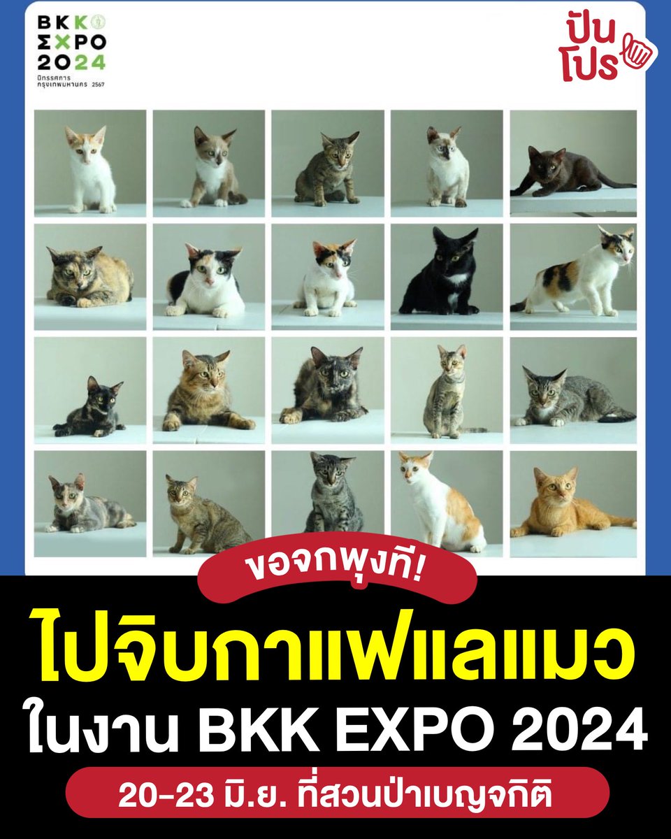 ปันโปร tweet media