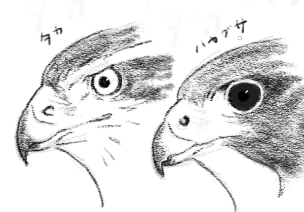 タカの顔にはない、ハヤブサの顔にある二種類の突起のうちのひとつは、現代でのジェット機のエンジンにも使われている構造。
おもしろいですよね～
こういうところから、生態の違いなどをお話できるといいかもしれない🤔
