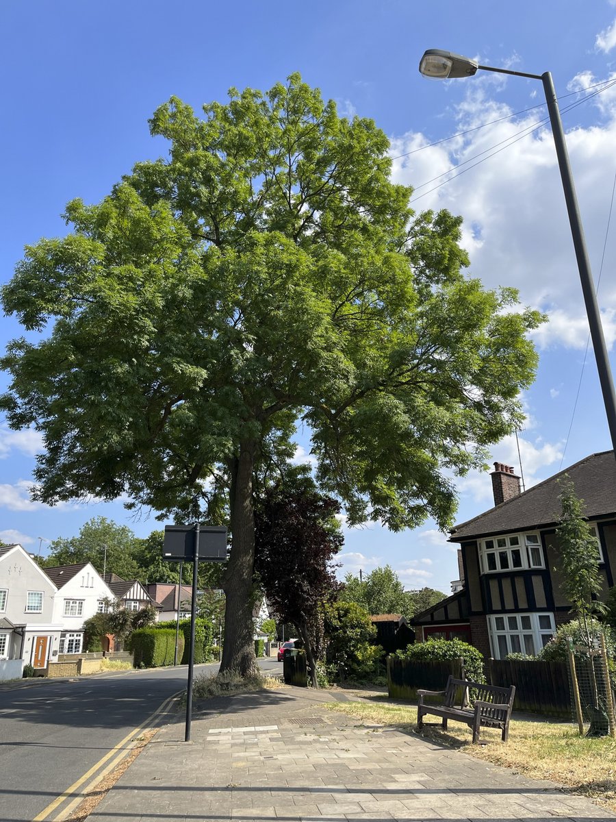 Street trees an inconvenience? 🌳🤔

We still meet people who think street trees are an inconvenience, but with words like ‘heatdome’ &amp; ‘flashflooding’ appearing more often in weather reports, it’s all too clear, they are a necessity

🌳Trees help protect us from extreme weather