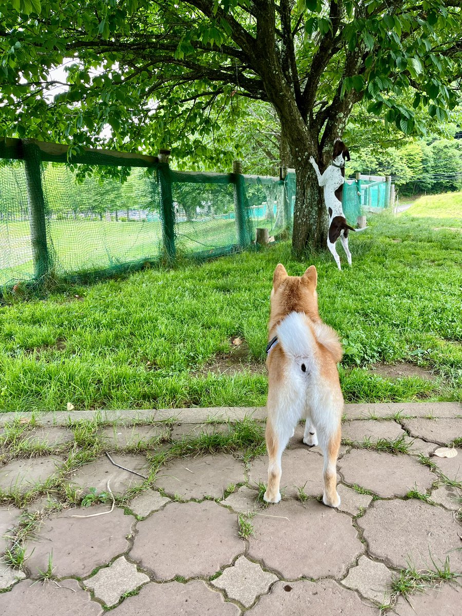 My dog went to a dog park for the first time… and admirers the city dog.