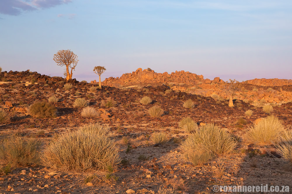 RoxanneReidSA's tweet photo. Why anyone who loves cars or old times should visit Canyon Roadhouse at the Fish River Canyon, Namibia https://t.co/3c2xu34bNU #classiccars #fishrivercanyon #gondwanacollectionnamibia #gondwanalodges #travelnamibia #namibia2go #africa https://t.co/kxINMkmG7P
