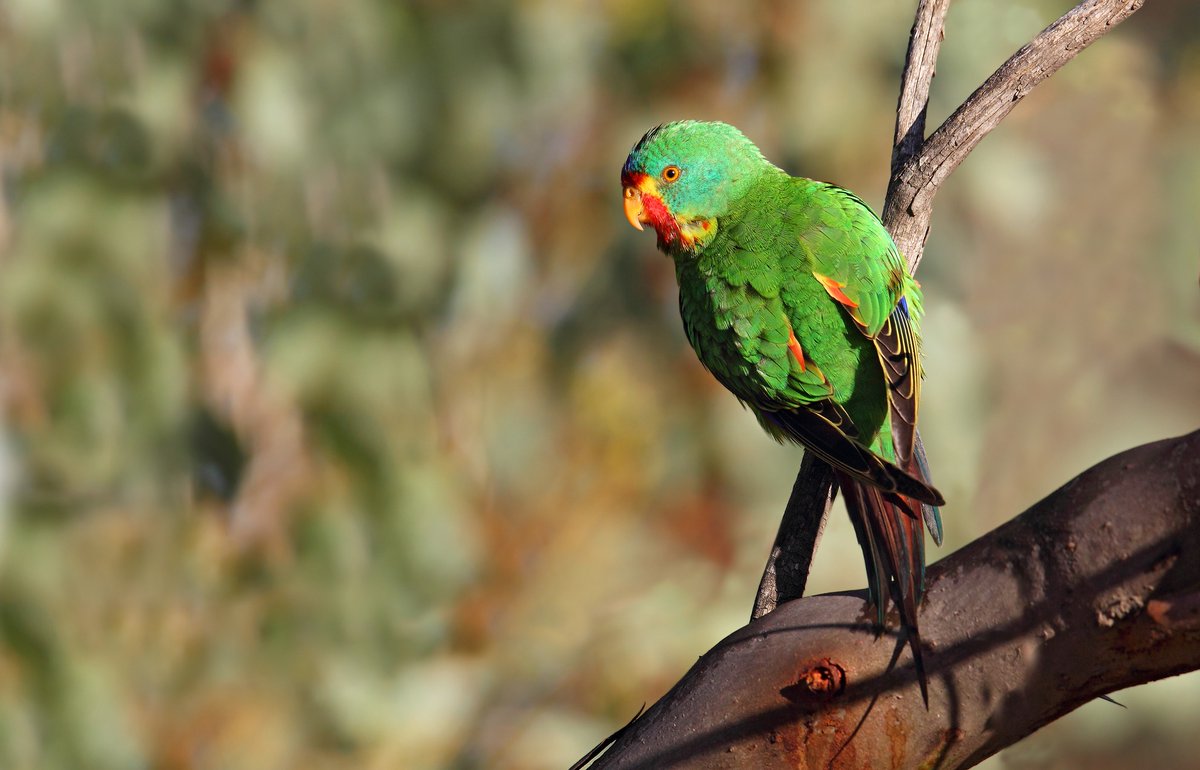 Tas_Land's tweet image. Act swiftly for the #swifties!

Stopping in on their journey north, #swiftparrots are just one of the threatened and endangered bird species that call Pine Tier home. By donating to our Pine Tier campaign you can help preserve vital habitats for these swifties and ensure they…