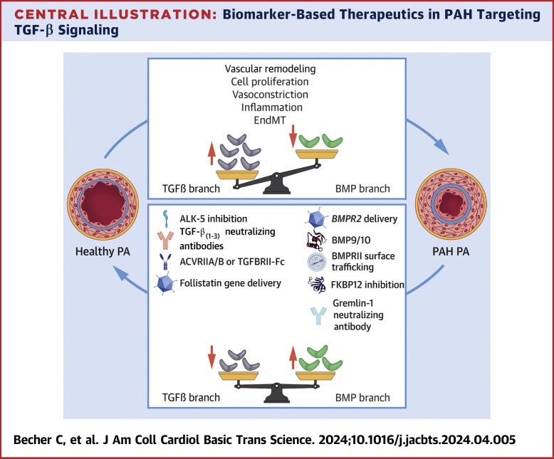 Dr.EndMT (@drendmt) on Twitter photo Sotatercept has recently emerged as a promising therapy for pulmonary hypertension. Is it the only approach for #PAH based on TGF-beta soluble molecules? Read more in <a href="/ClarissaBecher/">Clarissa Becher</a> review in <a href="/JACCJournals/">JACC Journals</a>. <a href="/NanoCINN/">CINN</a> <a href="/CSICasturias/">CSIC Asturias</a> <a href="/CVCBLeiden/">CVCB Leiden</a> <a href="/fsdeman/">Frances Handokodeman</a> doi.org/10.1016/j.jacb… Sotatercept has recently emerged as a promising therapy for pulmonary hypertension. Is it the only approach for #PAH based on TGF-beta soluble molecules? Read more in <a href="/ClarissaBecher/">Clarissa Becher</a> review in <a href="/JACCJournals/">JACC Journals</a>. <a href="/NanoCINN/">CINN</a> <a href="/CSICasturias/">CSIC Asturias</a> <a href="/CVCBLeiden/">CVCB Leiden</a> <a href="/fsdeman/">Frances Handokodeman</a> doi.org/10.1016/j.jacb…