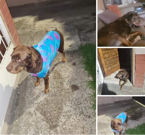 AlertaMePerdi's tweet photo. #PERDIDO #QUITO
Nombre: #PONCHIS
Fecha: 18/06/24
Sector: Norte, Toribio Montes y Daniel Hidalgo 
Sexo: Macho
Raza: Labrador 
Obsv.: Pelaje color chocolate, collar sin placa
Contacto: 0995072971
¡Ayúdalo a volver con su familia!
#AlertaMePerdí https://t.co/cAkmGQKEZ5