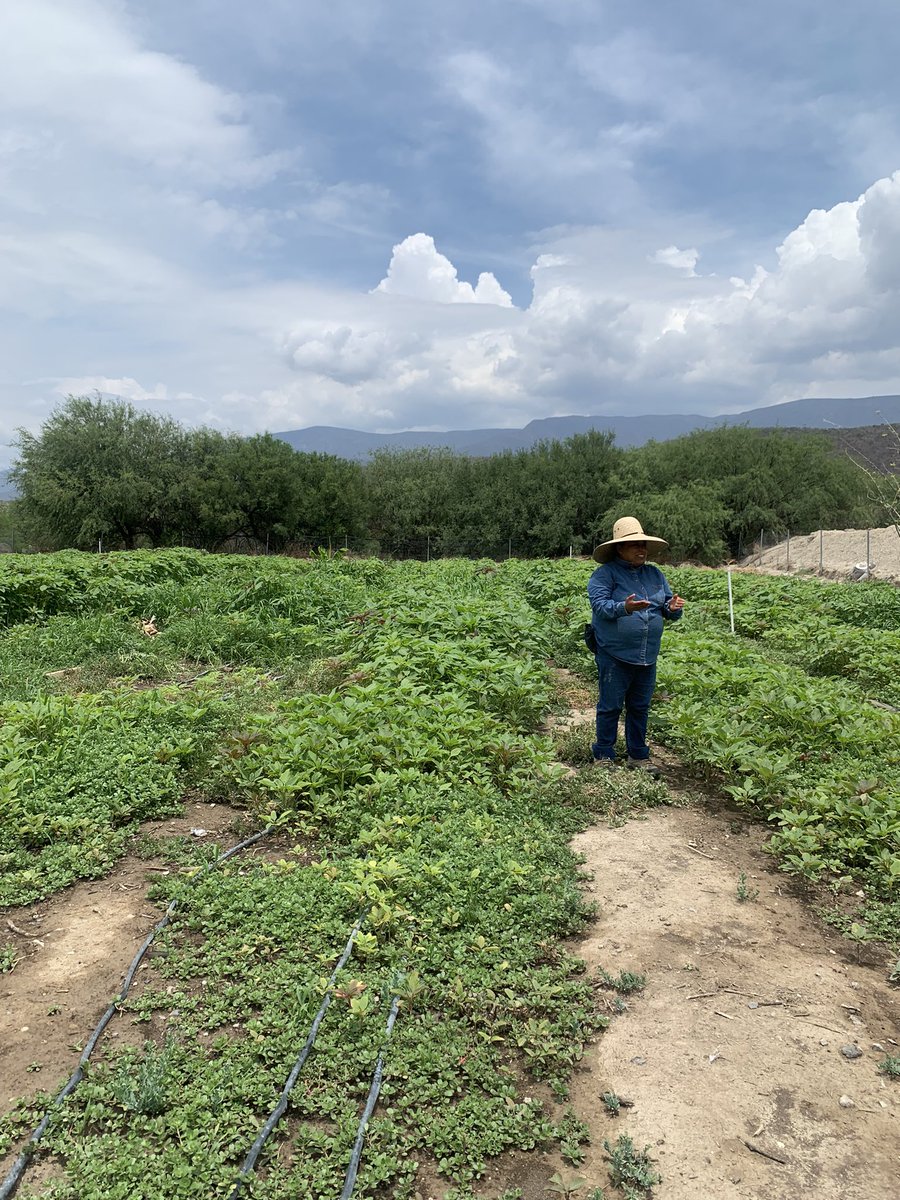 “Lo que dejamos aquí construido es generosidad capitalizada” Raúl Hernández Garciasiego #QualiAmaranto en la Escuela Internacional de Verano de Economías para el Buen Vivir. <a href="/ciiess_ibero/">CIIESS</a>