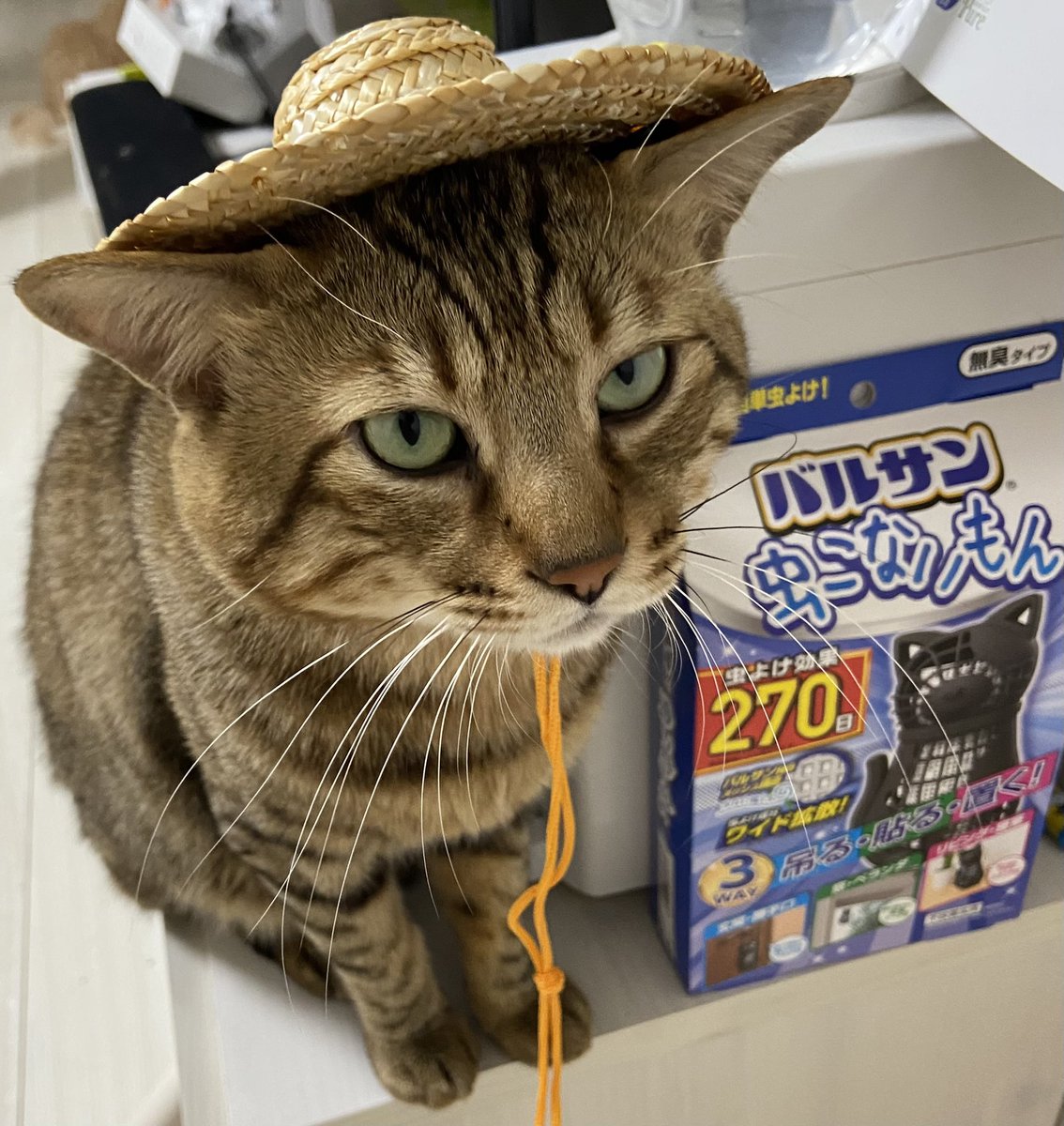 shishitoras's tweet photo. もうすぐ夏ですね〜
ししも日除け、虫除けで準備万端！
#ししまる #猫 #夏 #猫のいる暮らし #猫好きさんと繋がりたい https://t.co/3KQfF9XHkO