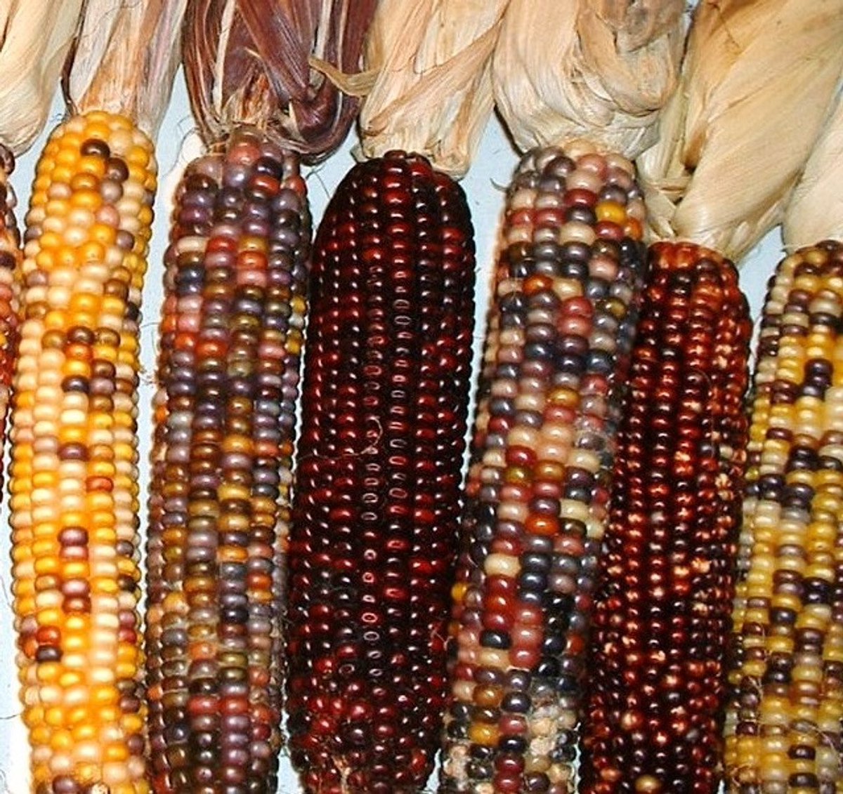 TheCorns0's tweet photo. corn https://t.co/N5HSgbRPT0