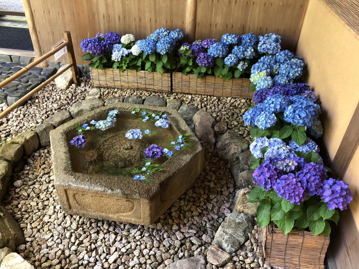 LazureyesCat's tweet photo. 昨日は久しぶりに有休使って鎌倉でリフレッシュ✨前から行ってみたかった一条恵観山荘にて📷✨
紫陽花もたくさん咲いてて綺麗だった🥰 https://t.co/z0i4GDZ8SN