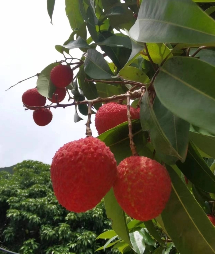 guangzhou_daily's tweet image. 今年傳統荔枝品種桂味、糯米糍受天氣等因素影響，減產嚴重。但是，東莞厚街果農黃志強傾力打造的冰荔（一級果380元/斤，特級果760元/斤）也被稱為荔枝中的「愛馬仕」，產量仍然喜人，一上市便備受各地消費者青睞，訂單不斷，供不應求。據介紹，冰荔果肉晶瑩剔透，肉質無渣細滑帶有蜂蜜味。#dongguan