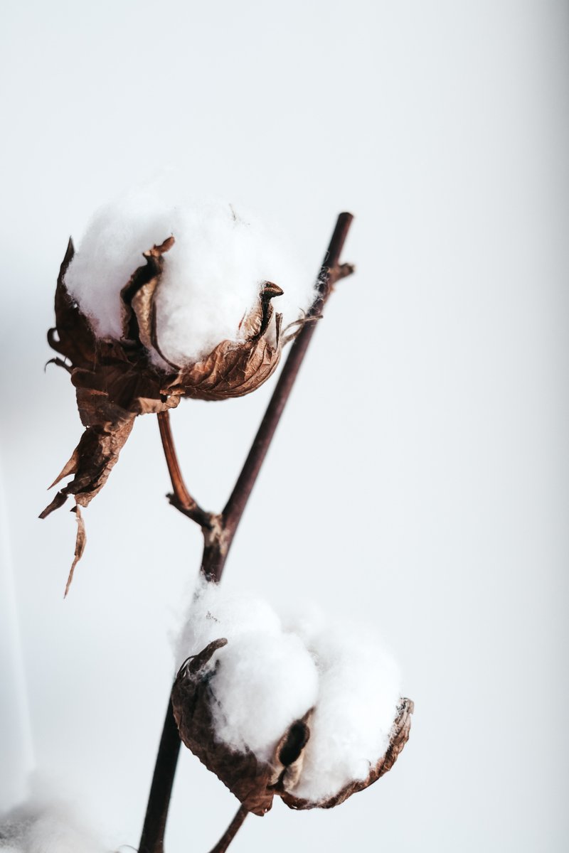SleepOnGreen's tweet photo. Our luxury mattresses are crafted from natural, mostly plant-based materials, offering exceptional comfort and eco-friendly quality for a truly restorative sleep experience.

#sleepongreen #sustainable #natural #coconut #cotton #talalay #tencel #wool https://t.co/c8jM2MMgao