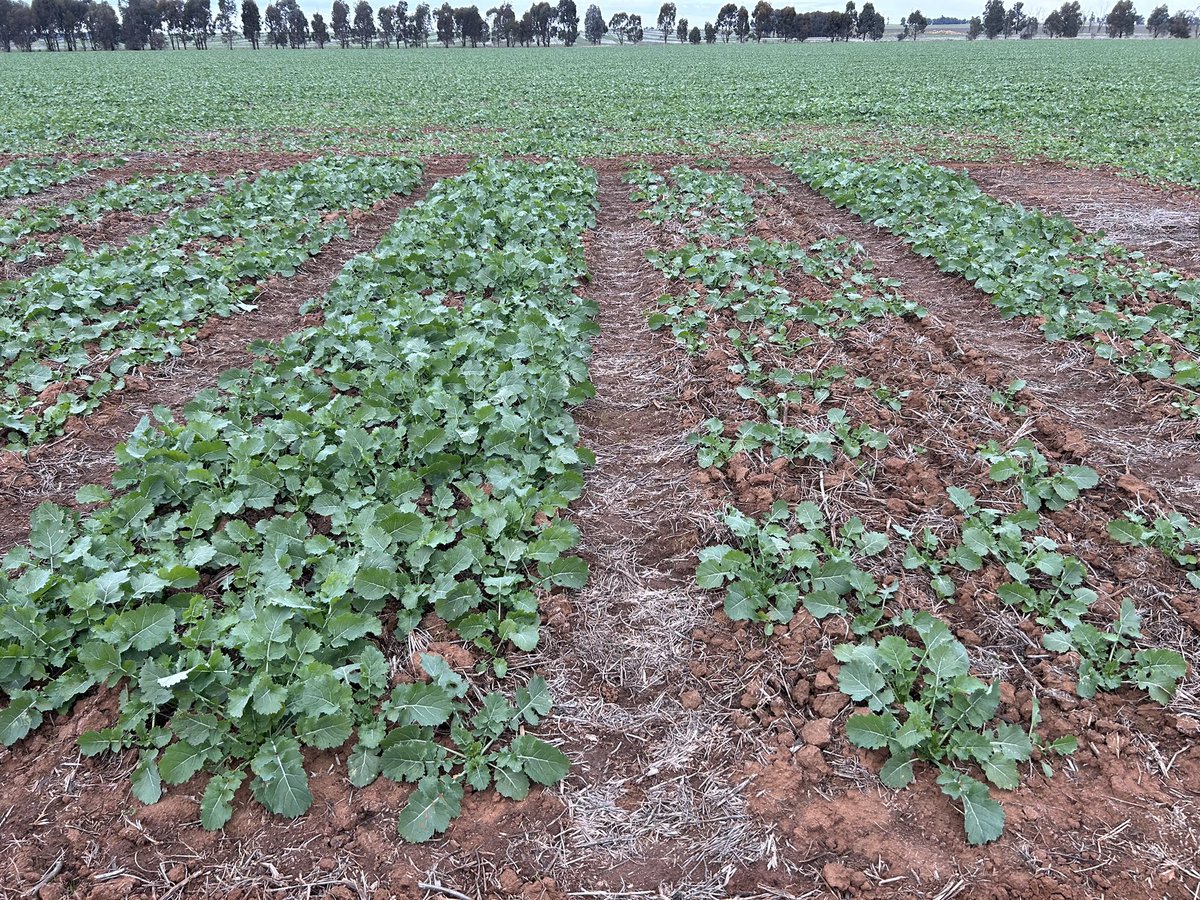 Rohan Brill tweet media