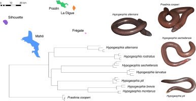 🚨NEW PAPER🚨 Genomic SNPs resolve the phylogeny of an ancient amphibian island radiation from the Seychelles
#caecilians
Molecular Phylogenetics &amp; Evolution

Supports monophyly of Hypogeophis (no more Grandisonia) and single origin of the pointy-snout! 

sciencedirect.com/science/articl…