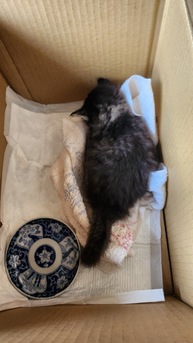 8czkEsZJ42NYEAC's tweet photo. #青森県　#弘前市　#保護猫
城西大橋降りてコインランドリー行く手前だったかな、子猫が跳ねられて道路のど真ん中に倒れてたので病院行ってきますた。応急措置(お注射四本)して今は落ち着いとります💤
明日もっかい病院🏎️
で、元気になったら誰か迎えてくれる方いませんですかね、、？続く https://t.co/jQFHJzLYrS