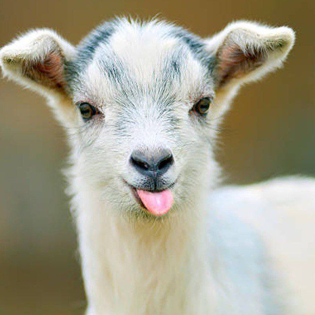 dojicalls's tweet photo. $GILLY just 2k mc CTO 🐐
https://t.co/h2tvfYZdax

RM7os3wnYqY2hKLDbgETYhQTnPNe4KapssmGi3EQZEH

#GILLY #solanamemecoins #memecoin #cryptok #fyp #cto https://t.co/VmtDrw0woO