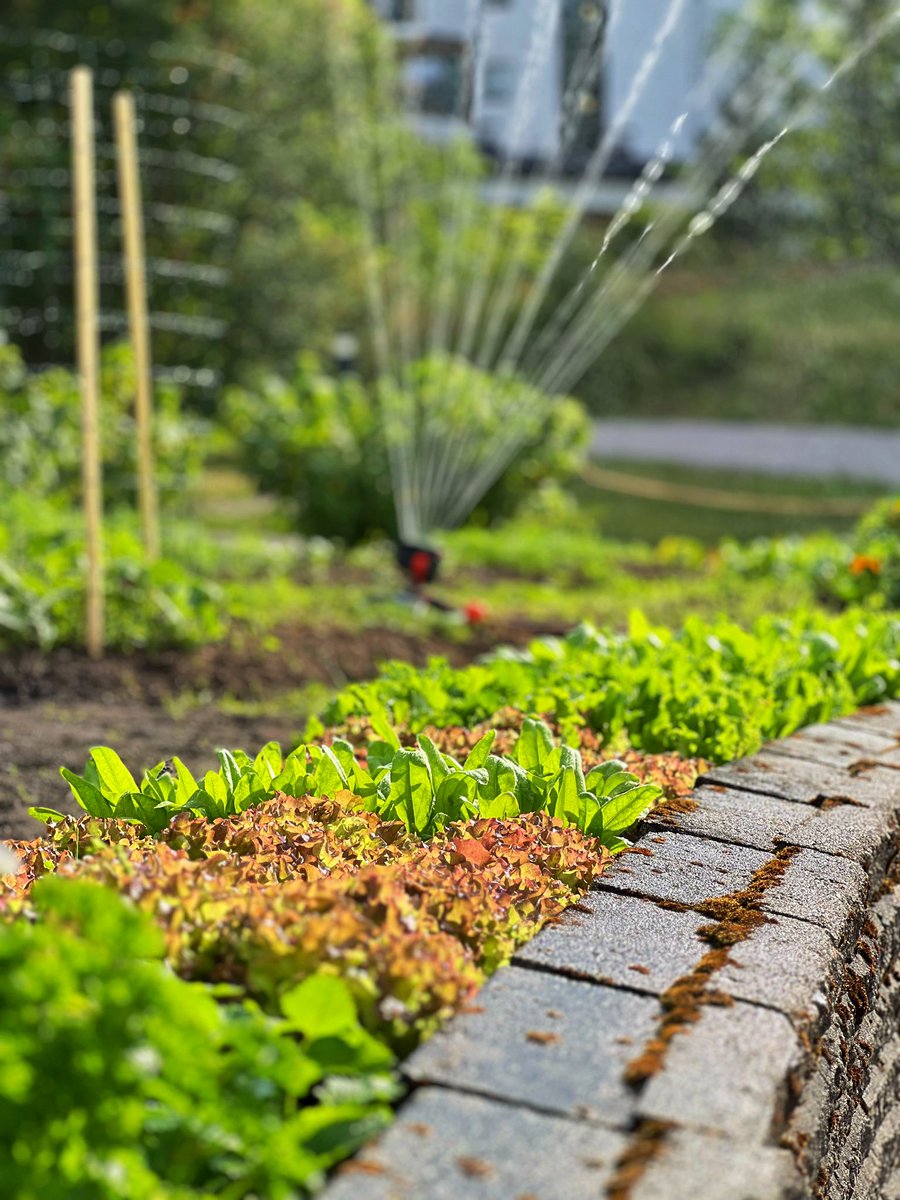 foibekartano's tweet photo. Oman maan antimia. #Yhteisöpuutarha #Foibekartano #GreenCare #puutarha #kasvimaa https://t.co/il8rDJkJE8