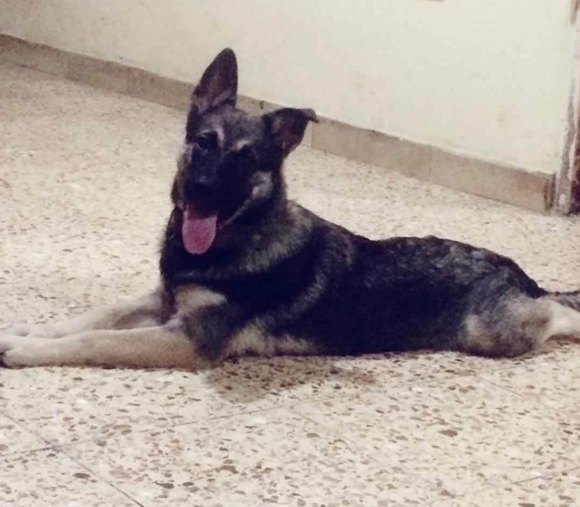 AlertaMePerdi's tweet photo. #PERDIDO #GUAYAQUIL
Nombre: #ODIN
Fecha: 09/06/24
Sector: Norte, Alborada 7ma. etapa Mz. 729 
Sexo: Macho
Raza: Mestizo 
Obsv: Parece Pastor Alemán, pero más pequeño, collar sin placa
Contacto: 0999230860
SE OFRECE RECOMPENSA
¡Ayúdalo a volver con su familia!
#AlertaMePerdí https://t.co/dL3CS5ra4S