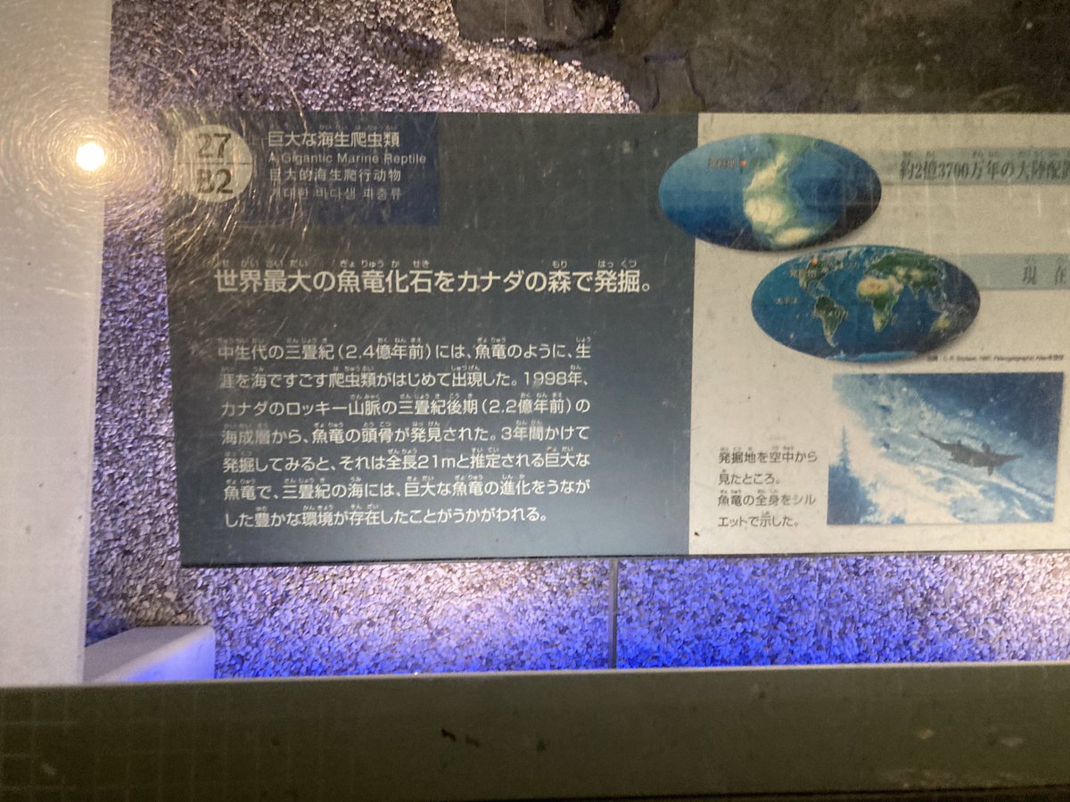 NZSjIFiJi8eDWdD's tweet photo. ショニサウルス・シカニエンシスが如何にやばい古生物なのかが分かる展示…
頭の1部でこの大きさ……
これが最大の海生爬虫類…
#ショニサウルス #Shonisaurus
#国立科学博物館 https://t.co/0QJxLADepO