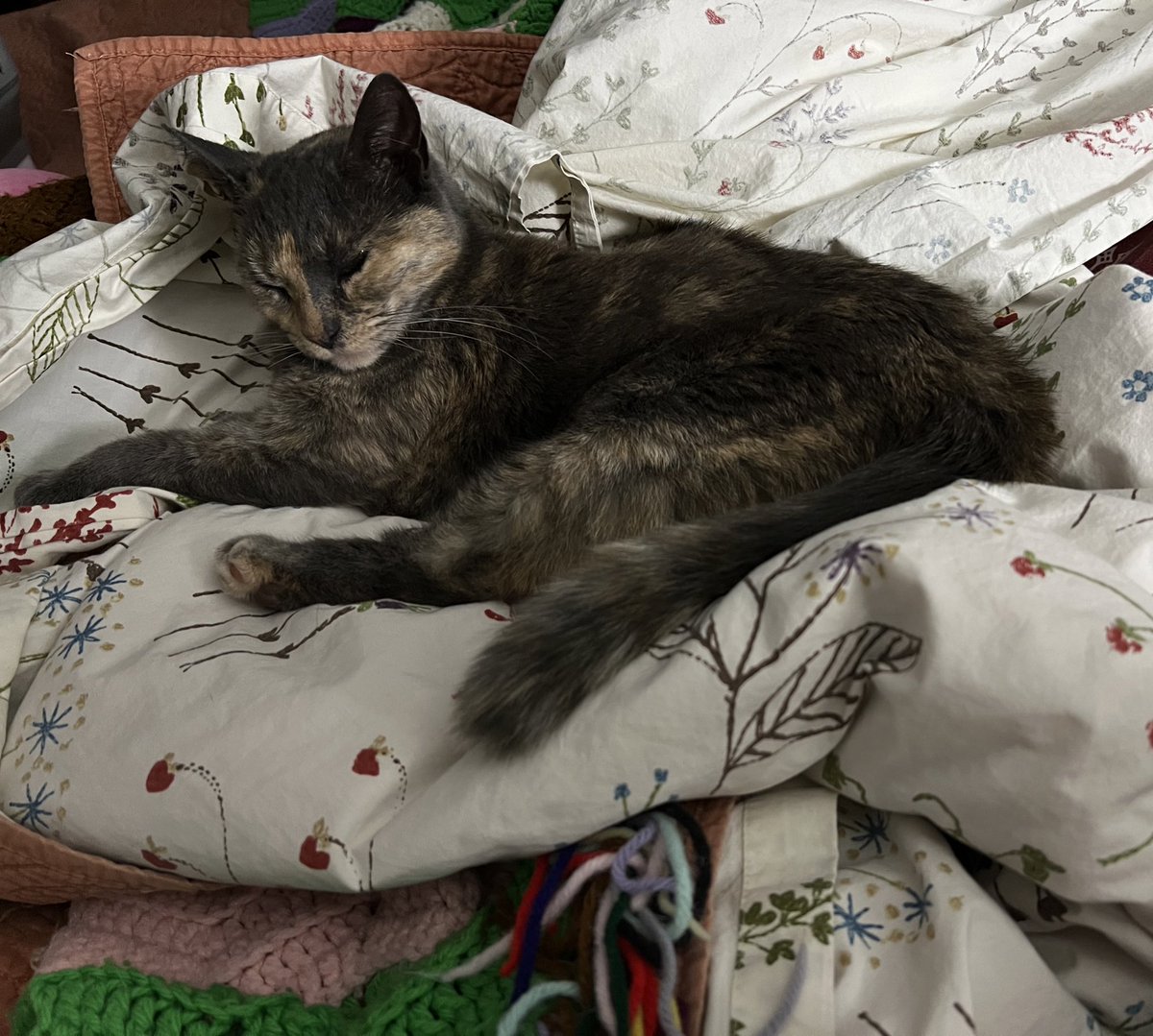 stapcrew's tweet photo. @DannyDeraney As soon as I pull my covers back to jump in bed, my cat Eliza immediately likes to climb on the sheets to find her spot to try to sleep! lol This is of course before I’ve had a chance to pull my covers on and I always have to move her 💕 🐱 https://t.co/iNLnZgL0HS