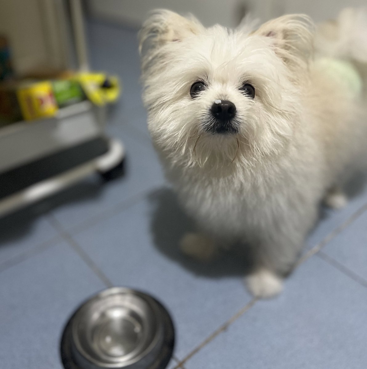 ellevernroses's tweet image. Beaui vomited 7x this morning so I prepared him chicken broth and rice! I guess naulian na siguro? #SpoiledDoggo