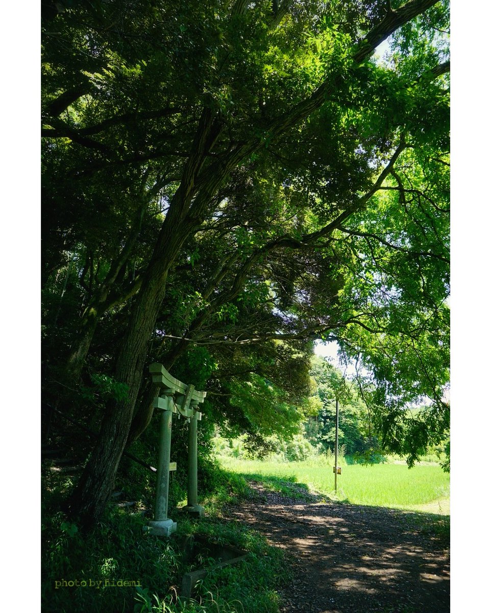 hidemi21's tweet photo. 森の緑にそまる鳥居 ·˖◍*
2024.6.19☀️撮影
#日本 #千葉県 #印西市 #鳥居 #神社 #田舎神社 #里山 #鎮守の杜 #木漏れ日 #japancountryside #japan #chiba #inzai #torii #shrine #sacredforest #rural
https://t.co/y31Trq9tgL https://t.co/Z3KpqdMbuU