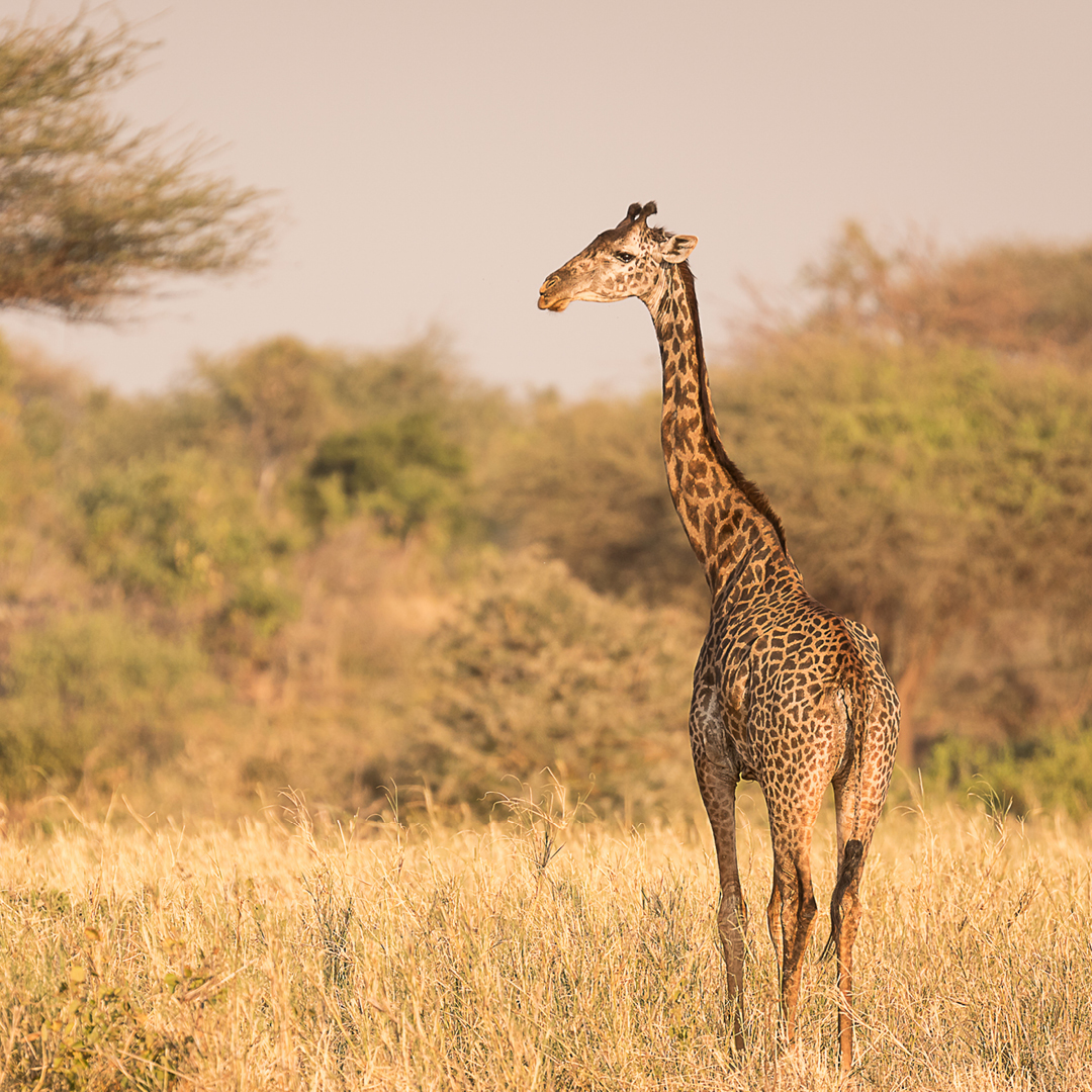 Keep your eyes peeled on your safari adventure, and you might just see this curious youngster reaching for the leaves towering above him!

finchhattons.com

📷: Alex Roldan

#FinchHattons #BabyGiraffe #Tsavo #WildlifeWonders