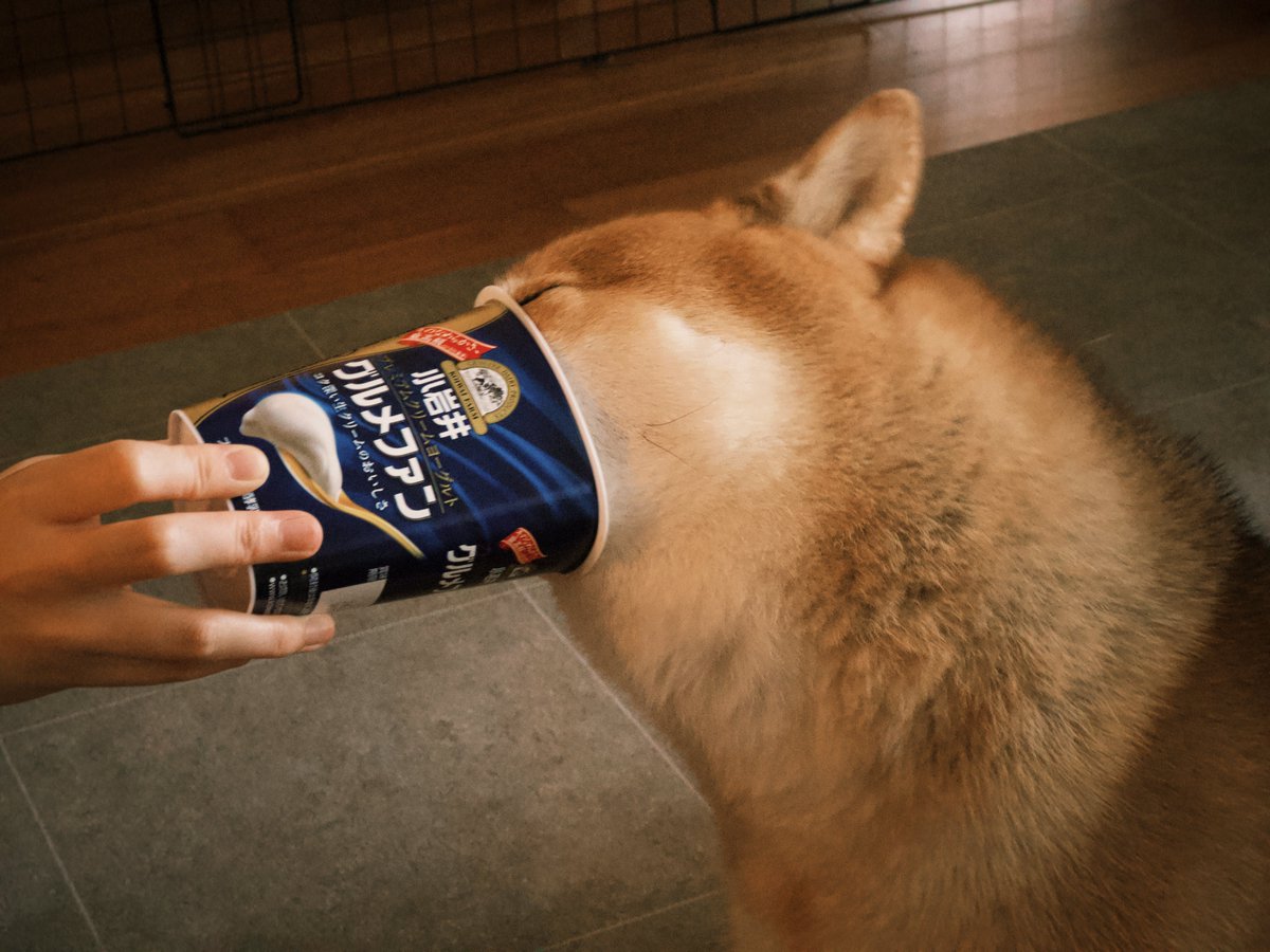 Becher1001's tweet photo. ヨーグルトがすきな犬 https://t.co/2WLxpcLPuJ