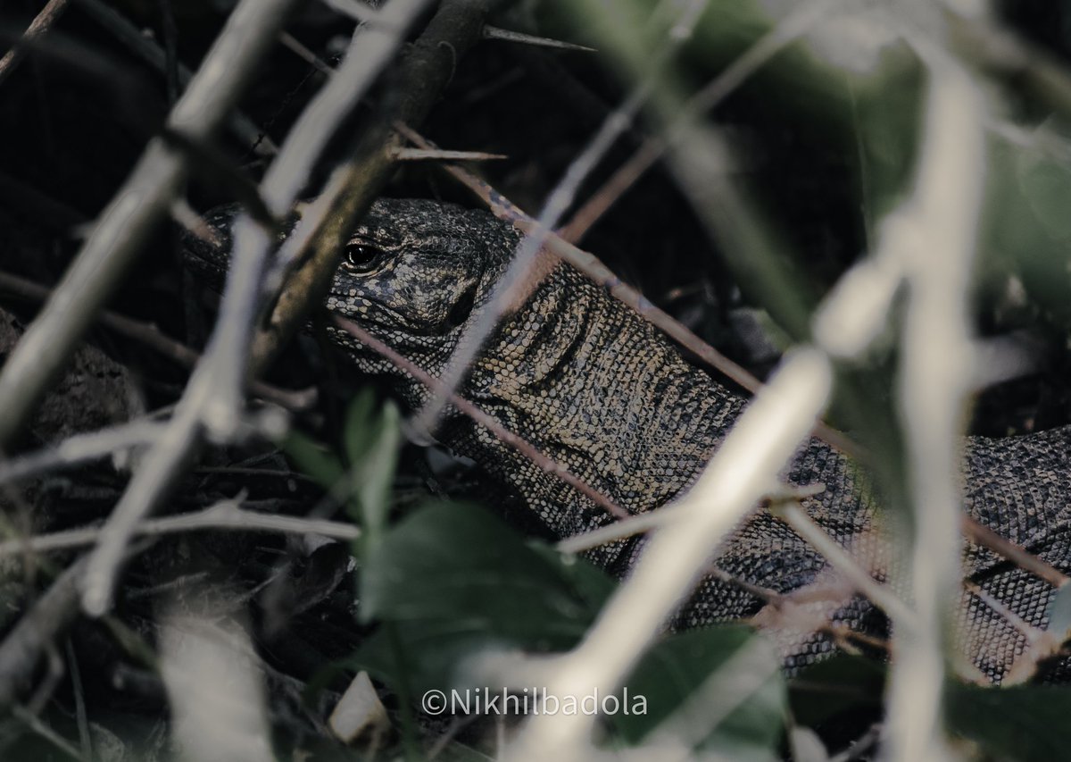 BadolaDlpfan's tweet photo. We all have monsters inside us, some can hide it better than others, some can control it some like to take it out from time to time.
In pic : godzilla ki mausi ka ladka(moniter lizard)
#monster #moniterlizard #wildlifephotography
#shotoncanon1500d #canwithcanon #IndiAves https://t.co/A5rAHPkT1V