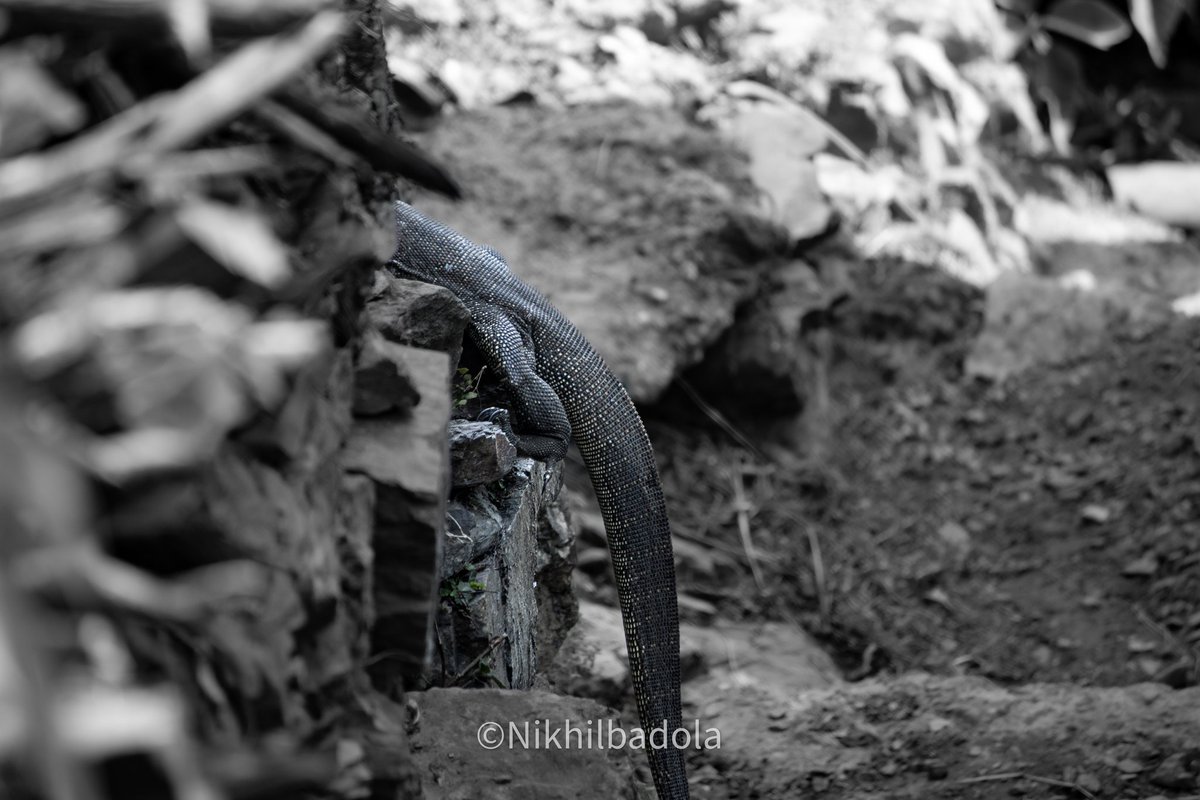 BadolaDlpfan's tweet photo. We all have monsters inside us, some can hide it better than others, some can control it some like to take it out from time to time.
In pic : godzilla ki mausi ka ladka(moniter lizard)
#monster #moniterlizard #wildlifephotography
#shotoncanon1500d #canwithcanon #IndiAves https://t.co/A5rAHPkT1V