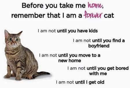 catsnkittys's tweet photo. https://t.co/tiSz6r2xHz