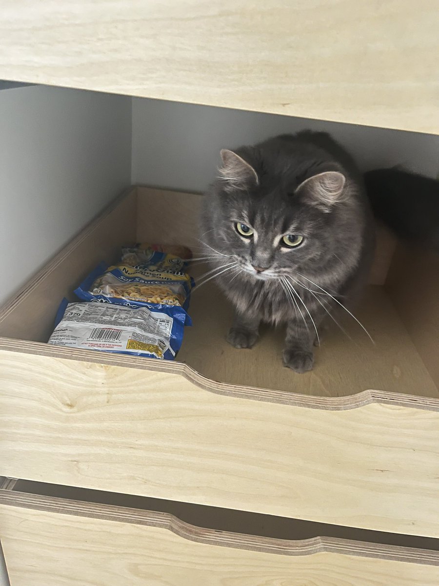 no thoughts just ramen noodle cat