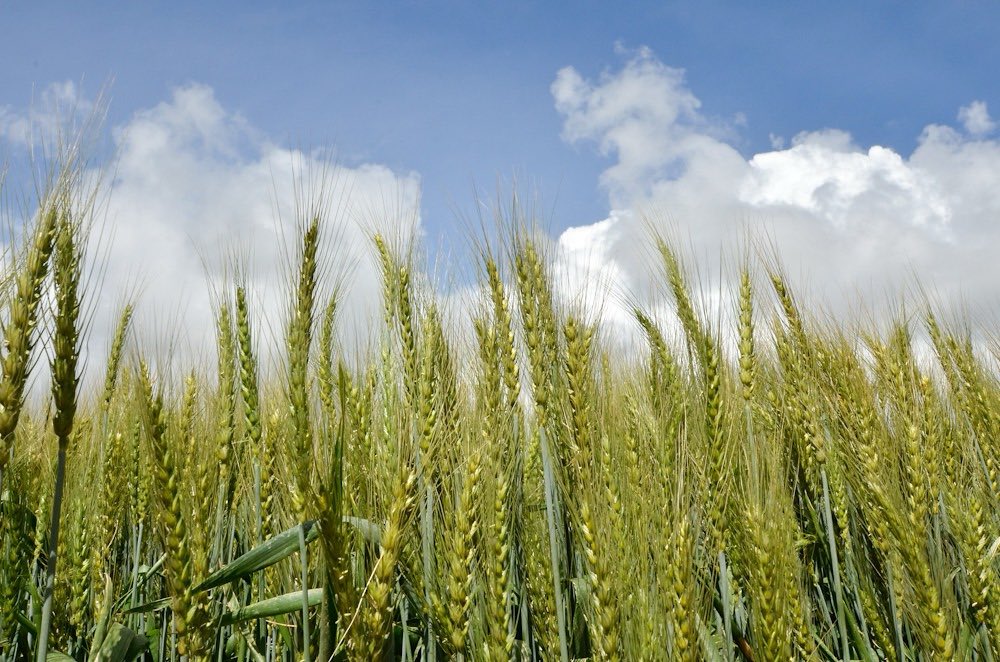 <a href="/BiovIntCIAT_eng/">Alliance of Bioversity International and CIAT</a> has co-developed #NextGen Agroadvisory for informed decision-making.
8000+🧑‍🌾adopted its recommendations on fertilizer. Wheat yields surged by 38% in 🇪🇹, showing tailored advisories' &amp; collaboration's potential for sustainable #foodsystems.
bit.ly/4ekw501