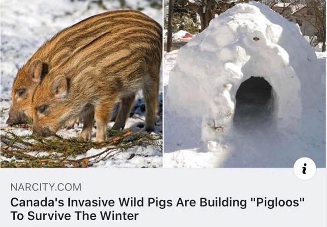 mischiefanimals's tweet photo. they yearn for the caves https://t.co/geA9aQXtSP